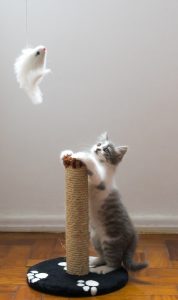 cat playing with toy