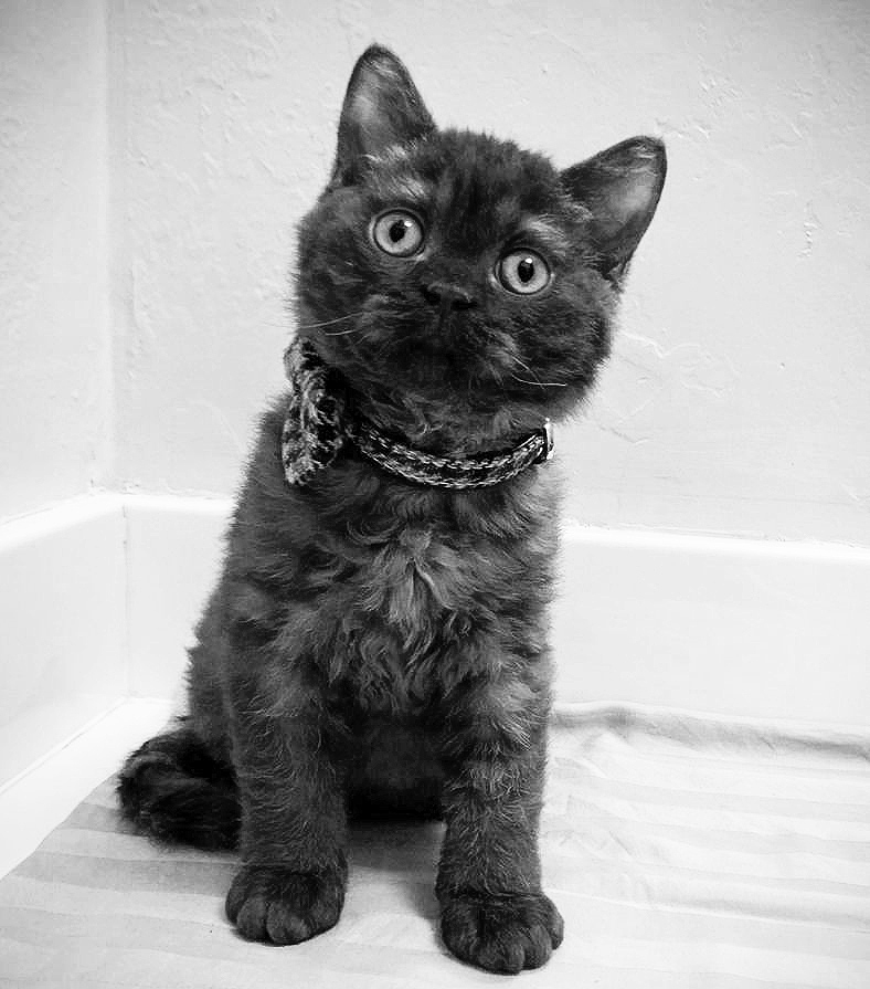 cute kitten