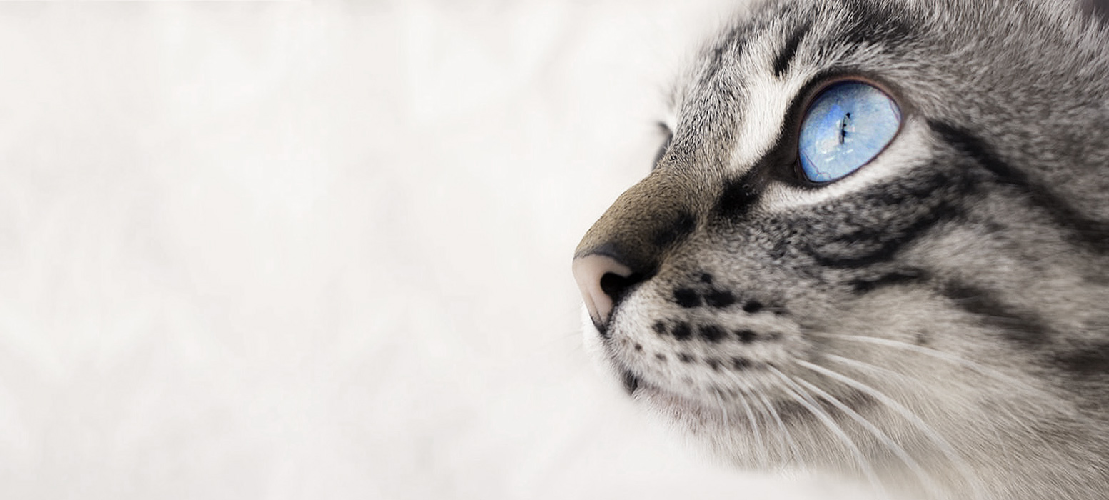 We’re Focused on Creating a Better, Healthier World for Cats and their Owners