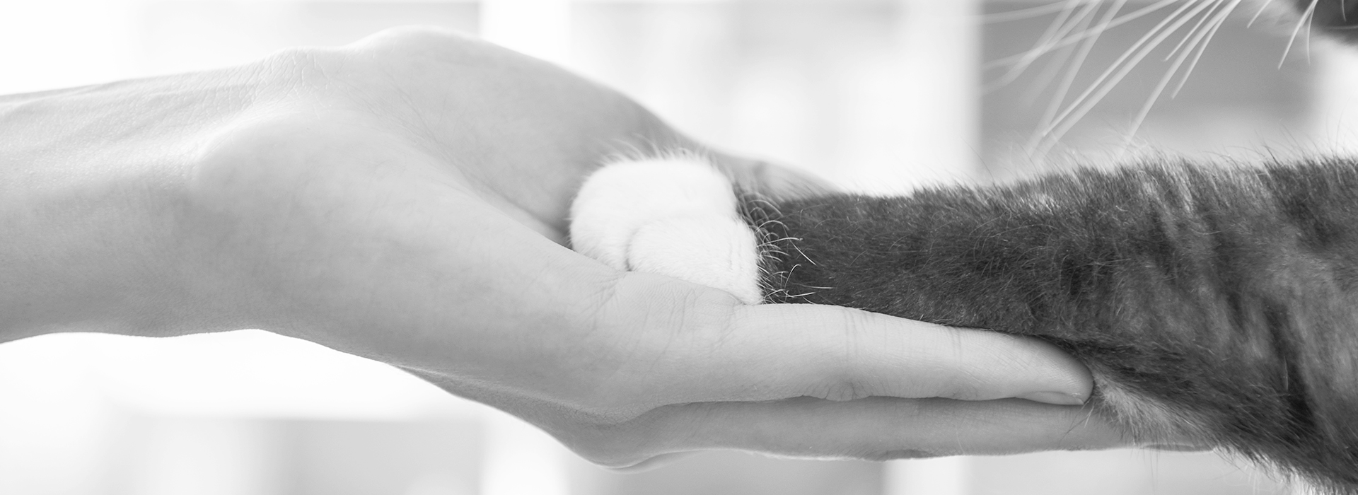 Millions of Cats are not Receiving the Health Care they Deserve
