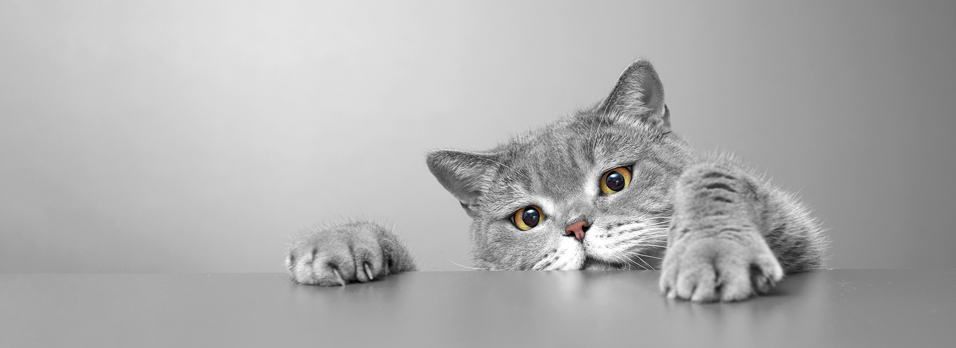 Every Cat Deserves Quality Health Care