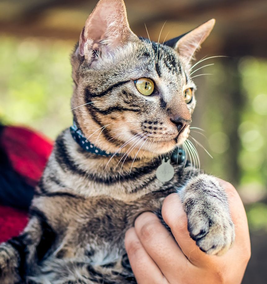 tabby cat with collar