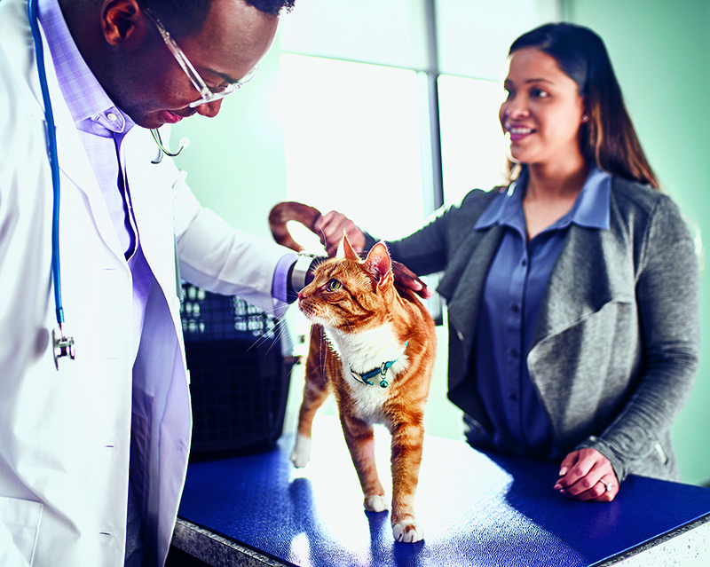 31A-Vet_Exam-Cat-Bunker-04772-800x600 cat at vet with client