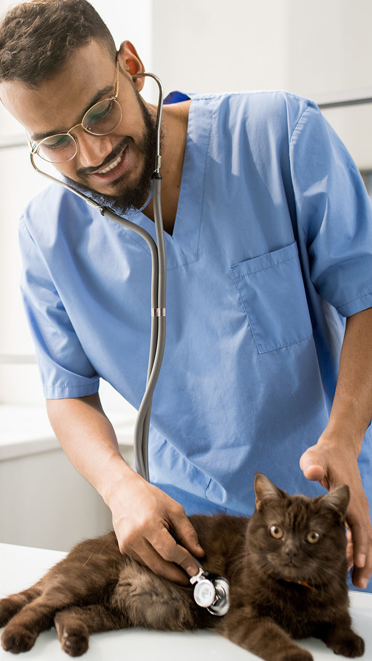 Veterinarian+Cat Veterinarian+Cat